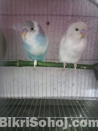 Budgerigar Birds for Sale, 2 Birds, Laying Eggs Again